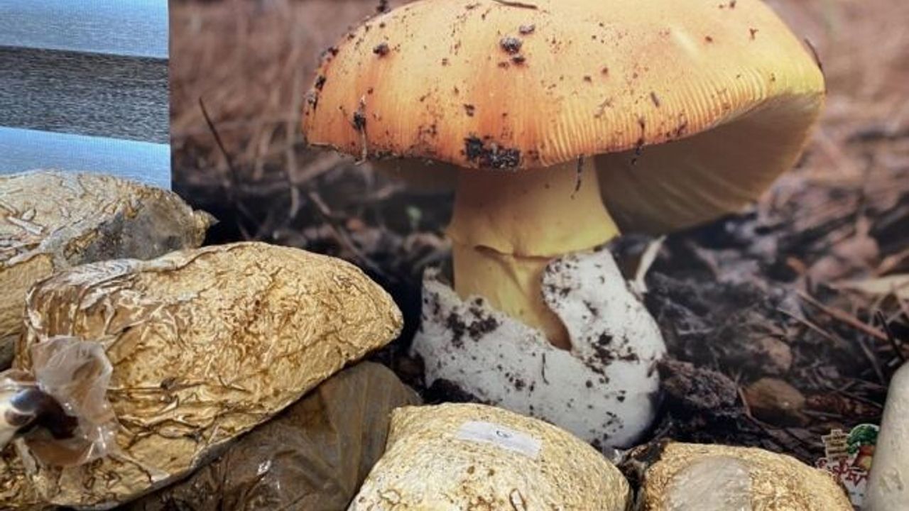 Dağda mantar toplarken fenalaşan adam hayatını kaybetti