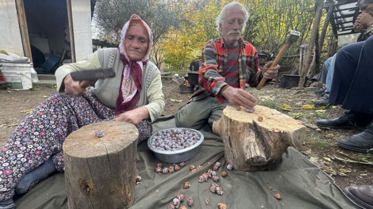 Topladıkları kozalakları şifa deposuna dönüştürüyorlar