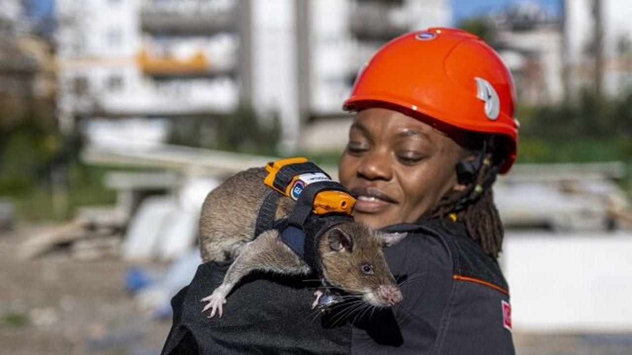 Enkaz altında kalanları kahraman fareler kurtaracak!
