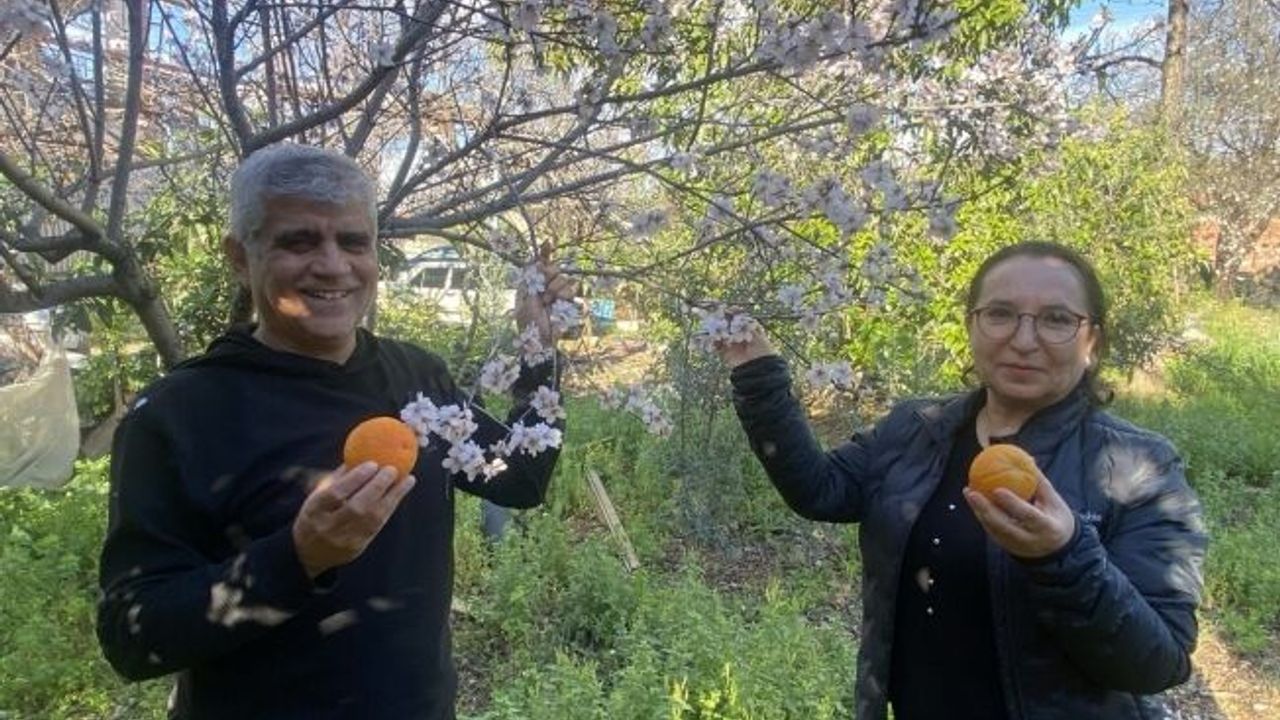 Aksu'da badem ağaçları şubat ortasında çiçek açtı
