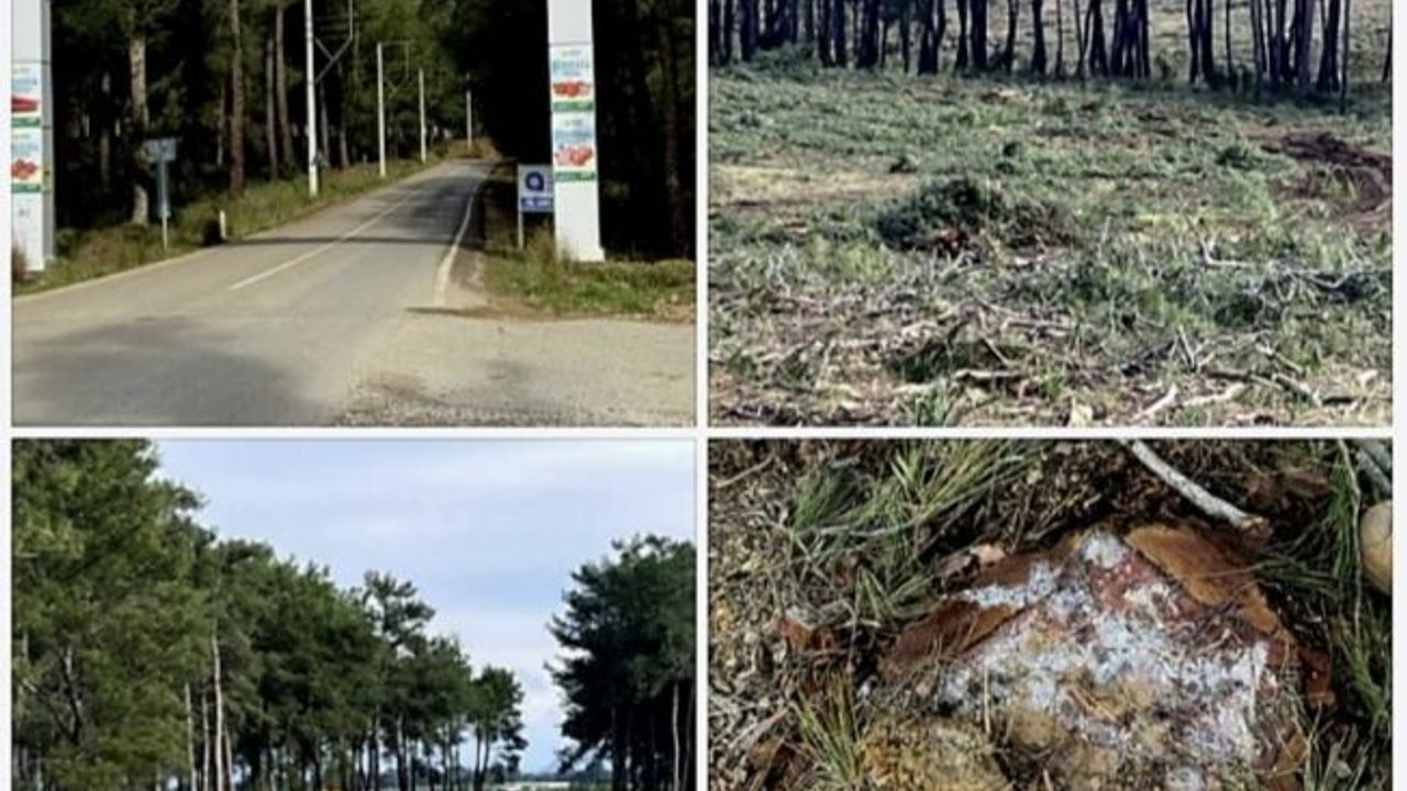 Aksu Kent Konseyi’nden Kurşunlu Ormanları açıklaması