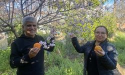 Aksu'da badem ağaçları şubat ortasında çiçek açtı