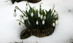 Üretim sadece bakanlık izniyle gerçekleştiriliyor!