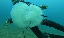 Antalya Körfezi'nde 5 metrekareye bir denizanası düşüyor