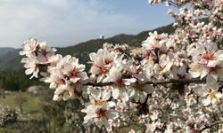 Antalya'da badem ağaçları çiçek açtı