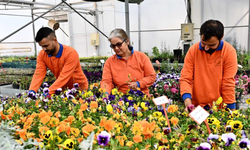 Muratpaşa'dan örnek bitki üretim modeli