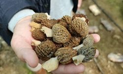 Zor yetişen kuzugöbeği seraya indi!