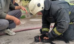 İtfaiye erinin dokunuşu kediyi hayata döndürdü!