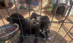 Yavrulara zulmeden işletmeye rekor ceza!