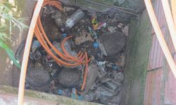 Rögarda kirpi, bacada serçe: İtfaiye seferber!