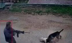 Kavga eden sokak köpeklerine tüfekle ateş edip bir köpeği öldürdü
