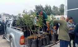 Büyükşehir'den Alanya'nın coğrafi işaretli keçiboynuzuna destek