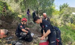 Otlarken mağaraya düşen inek telef oldu!