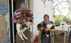 Keçileriyle ömür geçirdiler, şikayetle yıkıldılar!