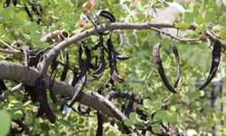 ALTSO Başkanı Erdem: Alanya keçiboynuzu dünya pazarına hazırlanıyor!