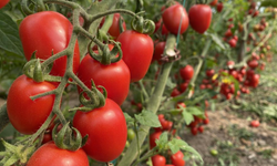 ATB mart ayı hal endeksini açıkladı