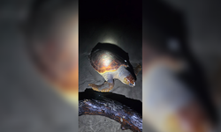 Antalya’da sahilde dev caretta caretta ölü bulundu!