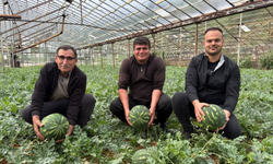 Antalya'da kış karpuzu hasadı için geri sayım başladı!