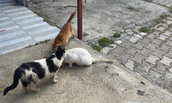 Kötü koşullarda tutulan hayvanlar gençlerin tepkisiyle kurtarıldı!