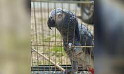 Antalya’da belgesiz papağan bulunduran işletme sahibine para cezası!