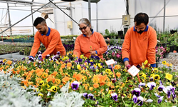 Çiçek Desenleri Günleri için 130 bin dal çiçek yetiştiriliyor