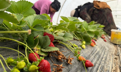 Tarla ile market rafları arasındaki farka üretici bile inanamıyor!