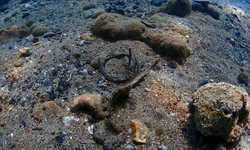 Büyükşehir'den Yat Limanı'nda deniz dip temizliği