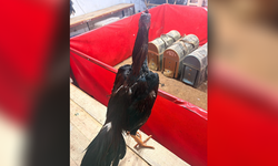 Alanya’da horoz dövüşüne dev ceza!