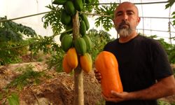 Tropikal papaya meyvesinde hasat heyecanı