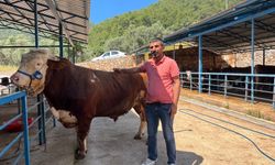 Alanya’da dev kurbanlığa dudak uçuklatan fiyat!