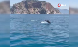 Alanya'da yunusların gösterisi turistleri hayran bıraktı