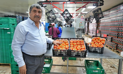 Domateste üretim planlaması fiyat dengesinin anahtarı