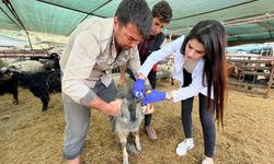 Kepez’de kurban satış ve kesim yerleri denetim altında