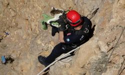 Falezlerde mahsur kalan kedi için seferber oldular