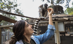 Antalya Doğal Yaşam Parkı’nda yavru lemur sevinci