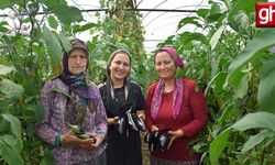 Aksu'da üç kuşak kadın serada: Nineden toruna hem üretime hem aile ekonomisine katkı sağlıyorlar