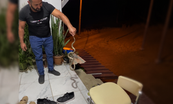 Evine giren yılanı "Evime gelme bak, kafanı ezerim" diyerek doğaya bıraktı
