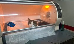 Kedi karnındaki dev kitleyle yaşadığı ortaya çıktı!