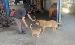 Gözleri görmeyen köpeğe 13 yıldır evladı gibi bakıyor