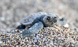 Antalya'da caretta caretta yavruları denizle buluştu