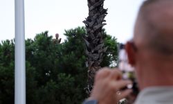 Bunalıma girip çam ağacına tırmandı, sıcaktan da bunalınca suyla ikna edildi