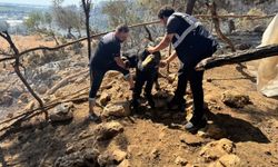 Antalya Büyükşehir Belediyesi veteriner ekipleri kırsalda hayvanların yanında