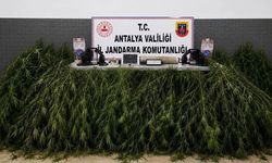 Aksu’da yasadışı kenevir operasyonu
