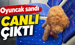 Antalya'da otobüs şoförünü şaşkına çeviren sessiz yolcu!