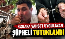 Alanya'da kuşlara vahşet uygulayan şüpheli tutuklandı!