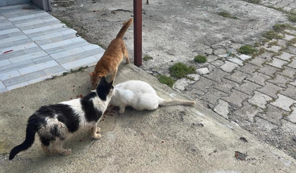 Kötü koşullarda tutulan hayvanlar gençlerin tepkisiyle kurtarıldı!