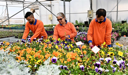 Çiçek Desenleri Günleri için 130 bin dal çiçek yetiştiriliyor