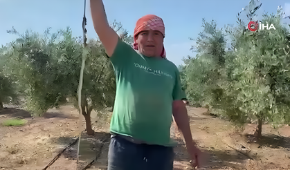 Serada karpuz toplarken yılanla burun buruna geldi