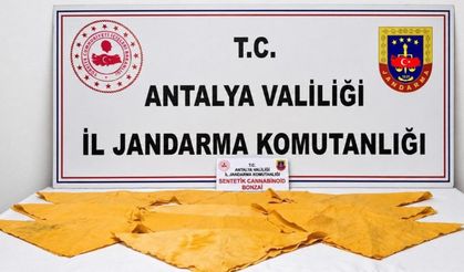 Alanya’da zehirli madde operasyonu!