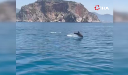 Alanya'da yunusların gösterisi turistleri hayran bıraktı